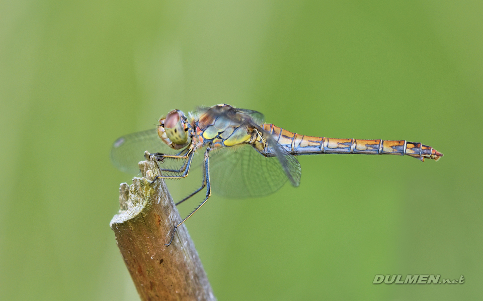 Moustached darter (female, Sympetrum vulgatum)